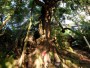 百年老樟樹與古藤